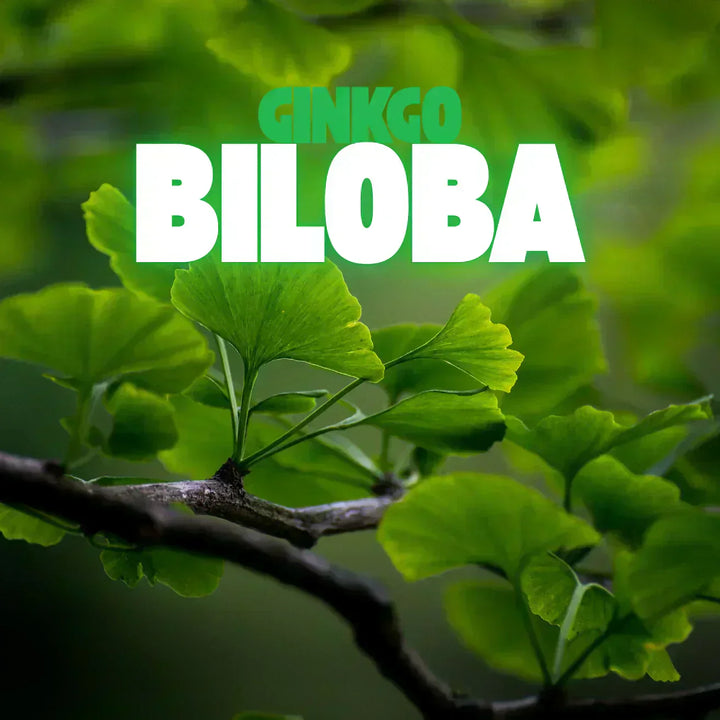 Ginkgo biloba en cosmétique : un actif naturel aux vertus exceptionnelles