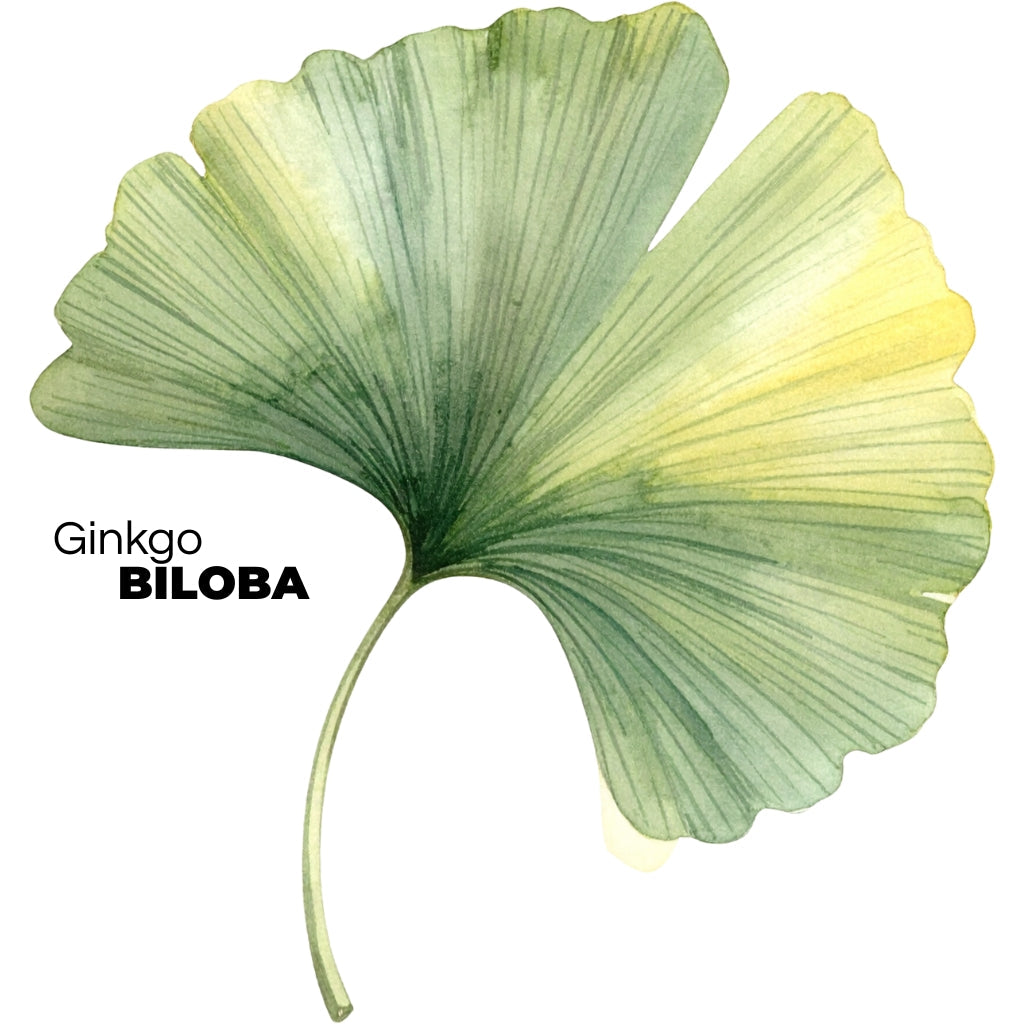 Ginkgo Biloba